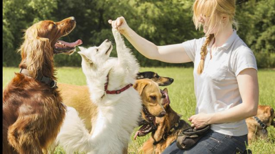 z2018 - 2019 Intensivo 60h Educación Canina y Etología (Sábados)