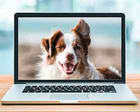 Curso adiestramiento canino online