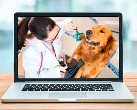 Curso higiene y cuidados en el perro online