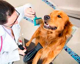 Curso higiene y cuidados en el perro presencial