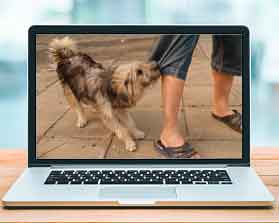 Curso modificacion de conducta en el perro online