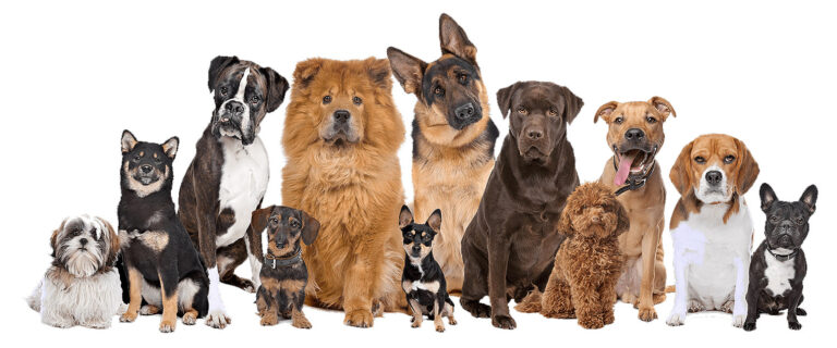 5 aspectos importantes que debemos tener en cuenta antes de adoptar o comprar un perro.