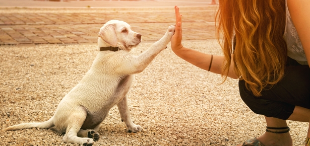 Educación canina en positivo