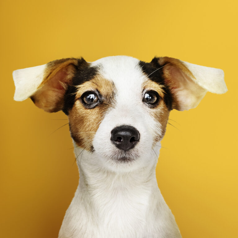 Comunicación canina: cómo “hablan” los perros (y cómo entenderlos mejor)