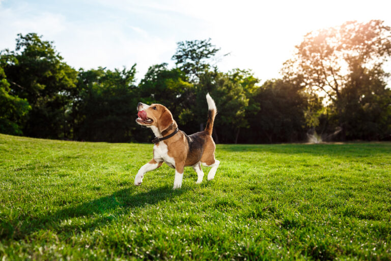 Los sentidos del perro: cómo perciben el mundo y por qué entenderlos cambia la convivencia