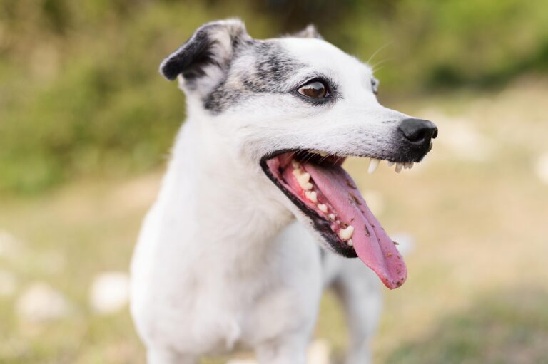 DogFACS: qué es, para qué sirve y por qué está cambiando cómo entendemos la “cara” de los perros